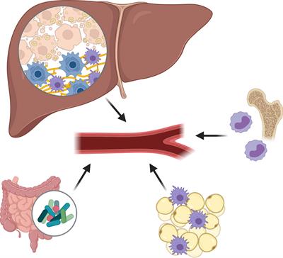 Controversies and Opportunities in the Use of Inflammatory Markers for Diagnosis or Risk Prediction in Fatty Liver Disease